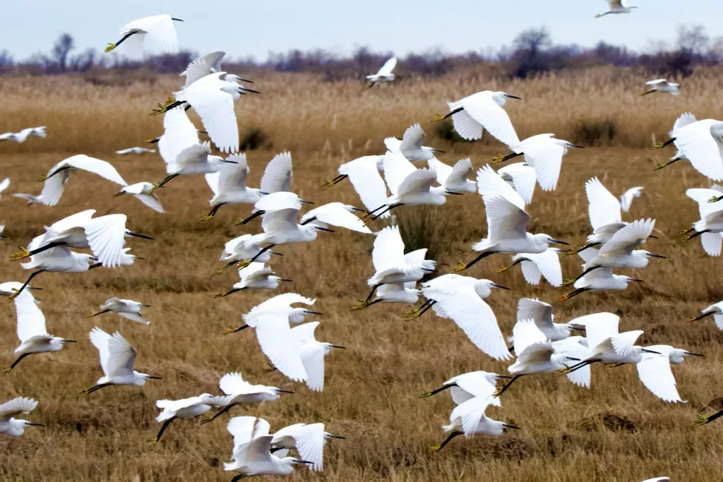 Aigrettes garzette en Camargue