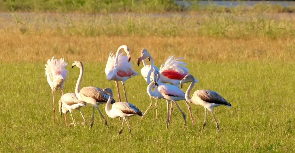 Ambiance vespérale flamants roses en Camargue
