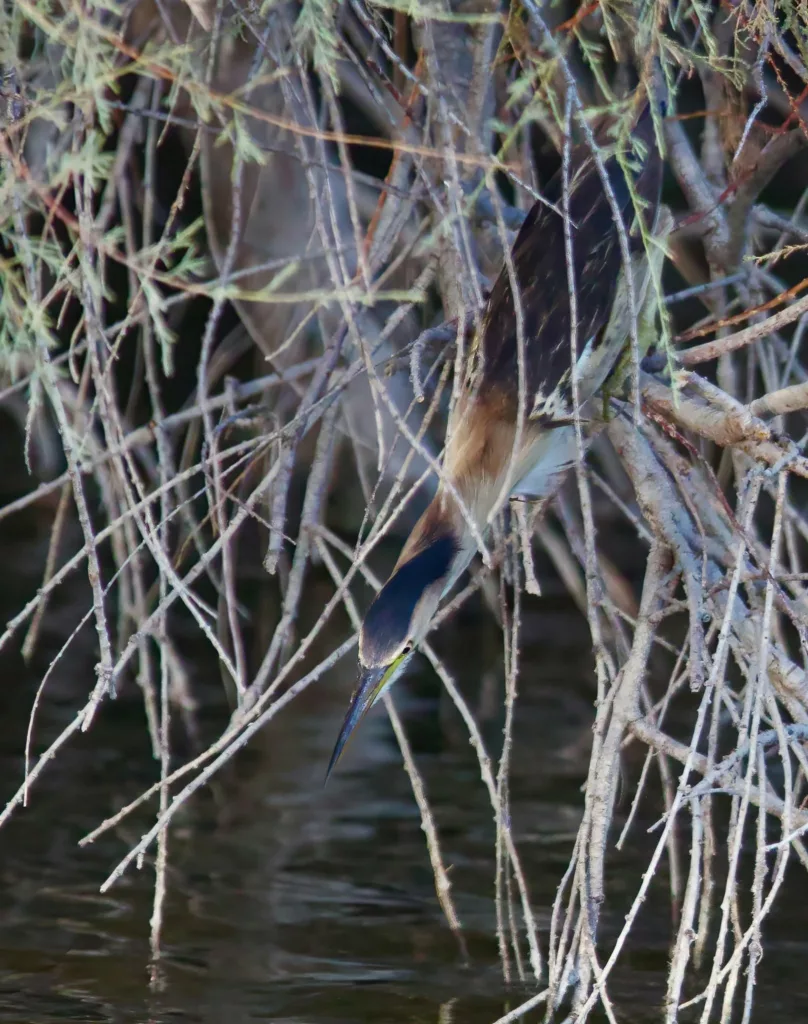 Blongios nain (Botaurus minutus) en Camargue