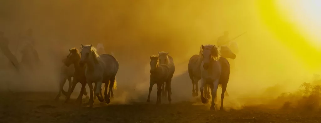 Chevaux camarguais au Mas du Pont Rouge