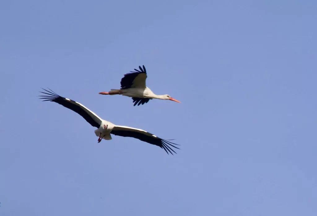 Cigognes blanches en vol en Camargue