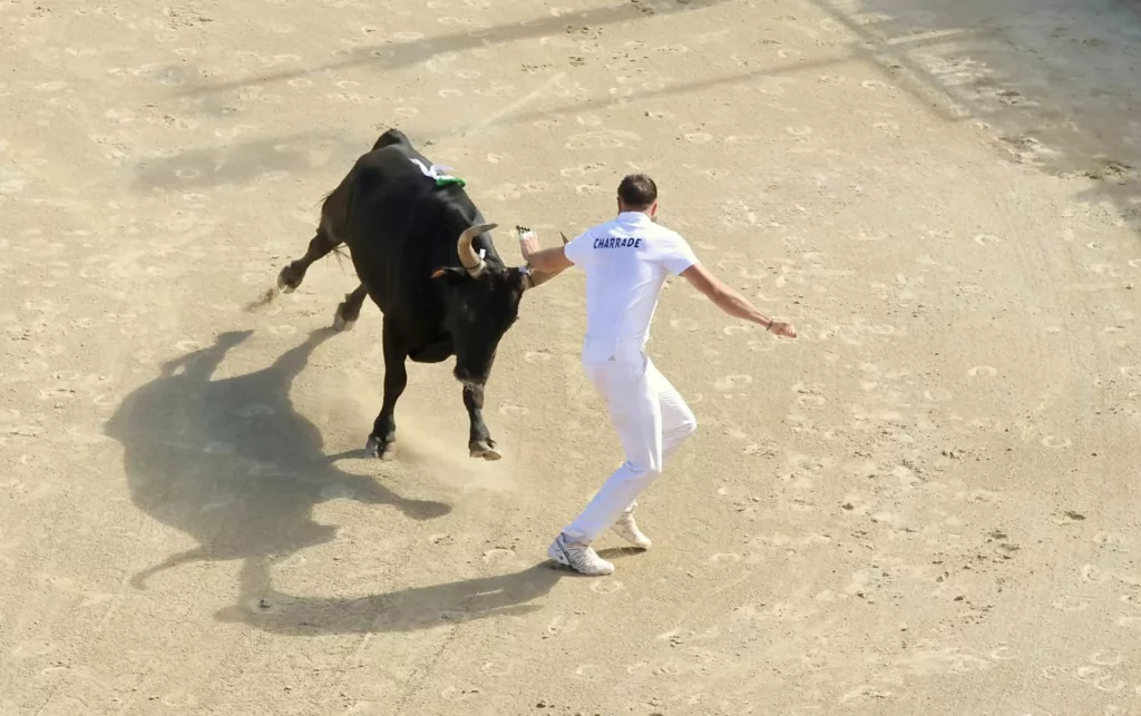 Course camarguaise dans les arènes