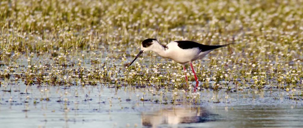 Échasse blanche (Himantopus himantopus) sur lit de Renoncules en Camargue