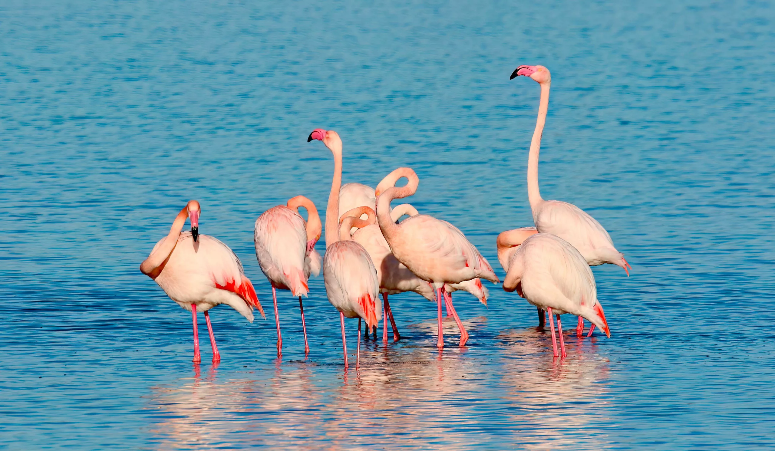 Flamant rose au lever du jour dans un étang de Camargue
