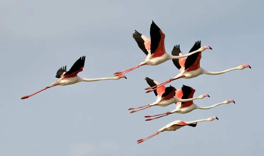 Flamant rose en vol (Phoenicopterus roseus) en Camargue
