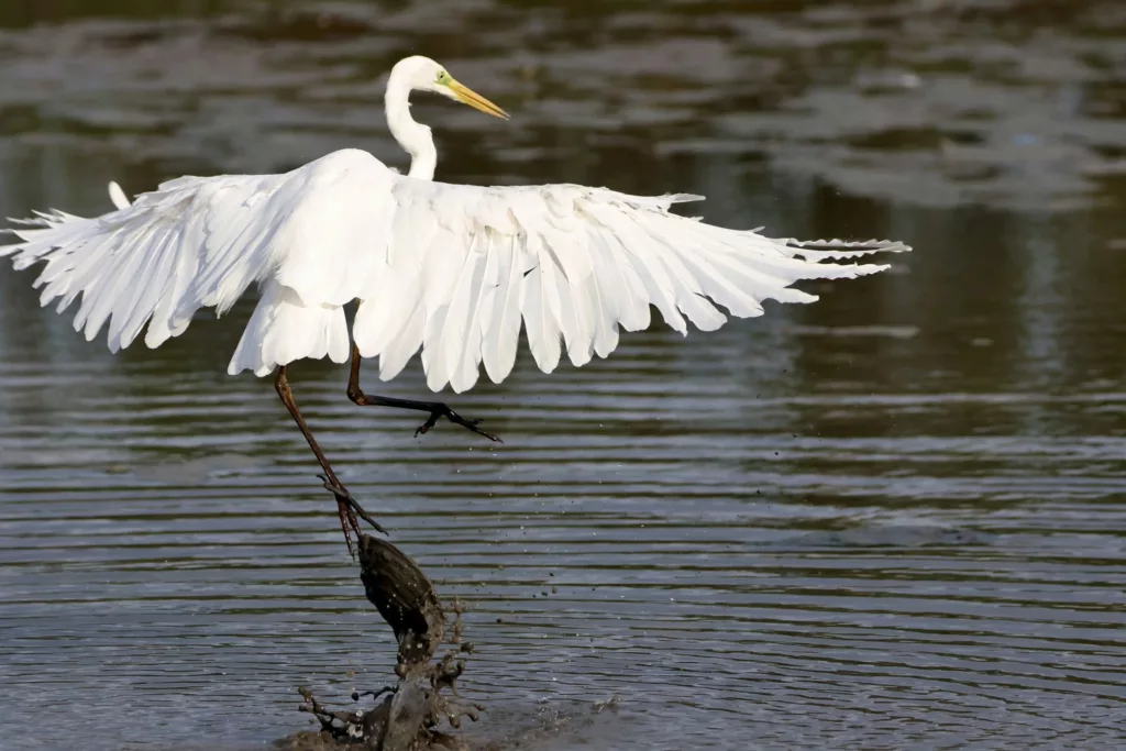 Grande Aigrette (Casmerodius albus) en Camargue