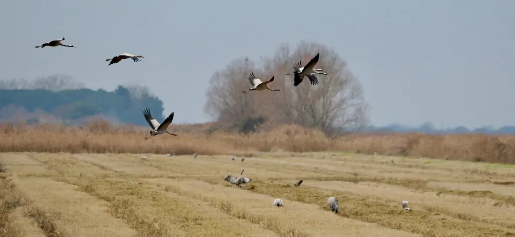 Grues cendrées (Grus grus)