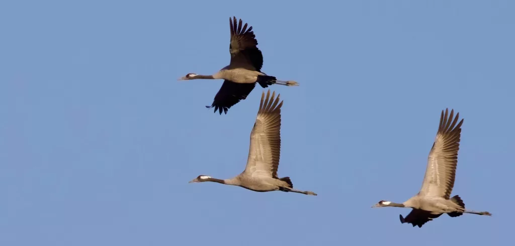 Grues cendrées en vol (Grus grus) en Camargue