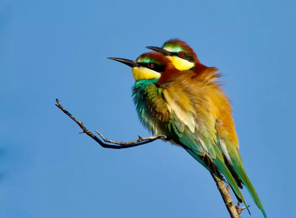 Guêpiers d’Europe (Merops apiaster)