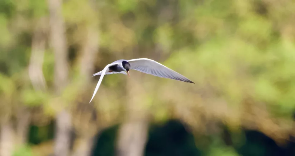 Guifette moustac (Chlidionas hybrida) en Camargue