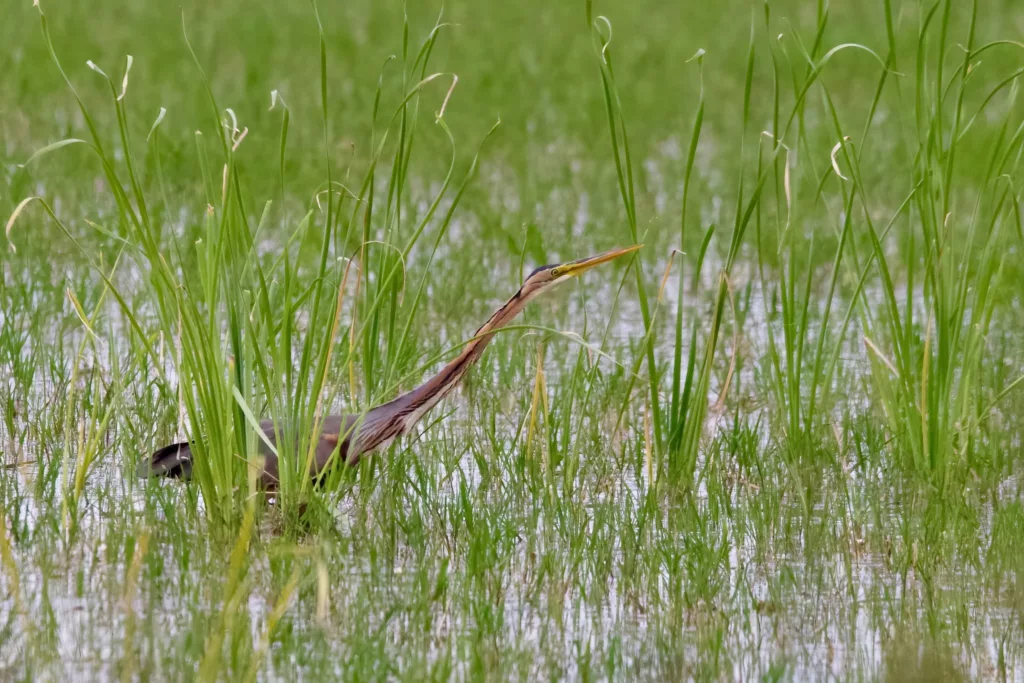 Héron pourpré (Ardea purpurea) en Camargue