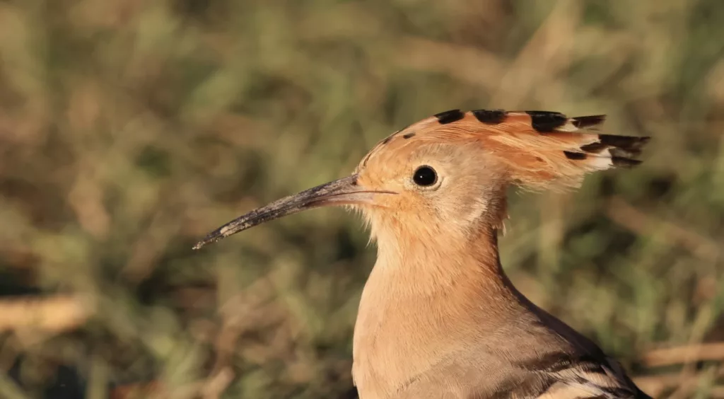 Huppe fasciée (Upupa epops) en Camargue