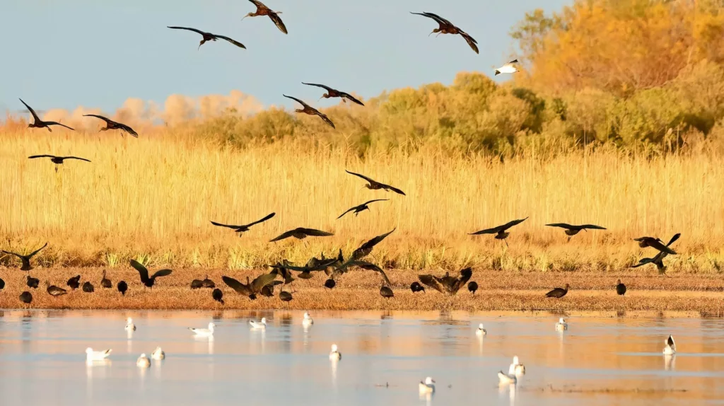 Ibis falcinelles (Plegadis falcinelus) et Mouettes rieuses (Chroicocephalus ridibundis)
