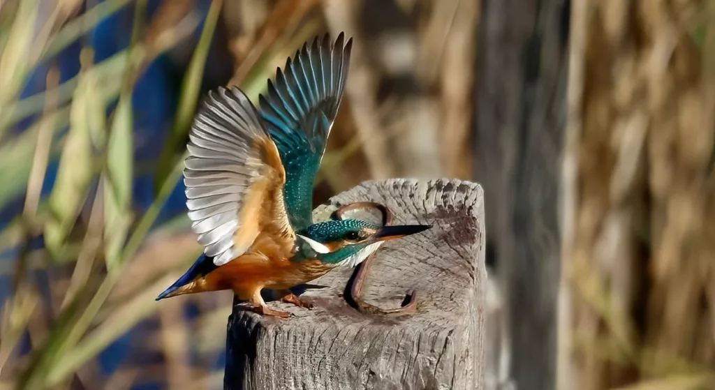 Madame Martin pêcheur d’Europe (Alcedo atthis) en Camargue