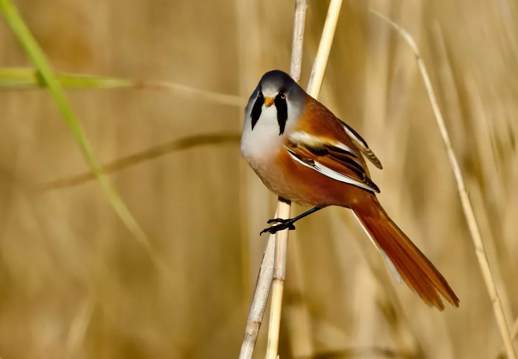 Panure à moustaches (Panurus biarmicus) en Camargue