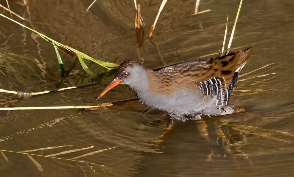 Râle d’eau (Rallus aquaticus) en Camargue