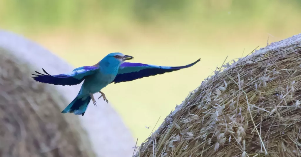 Rollier d’Europe (Coracias garrulus)