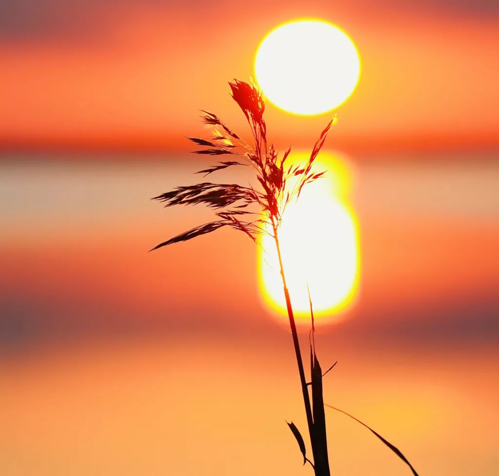 Soleil couchant sur les étangs de Camargue