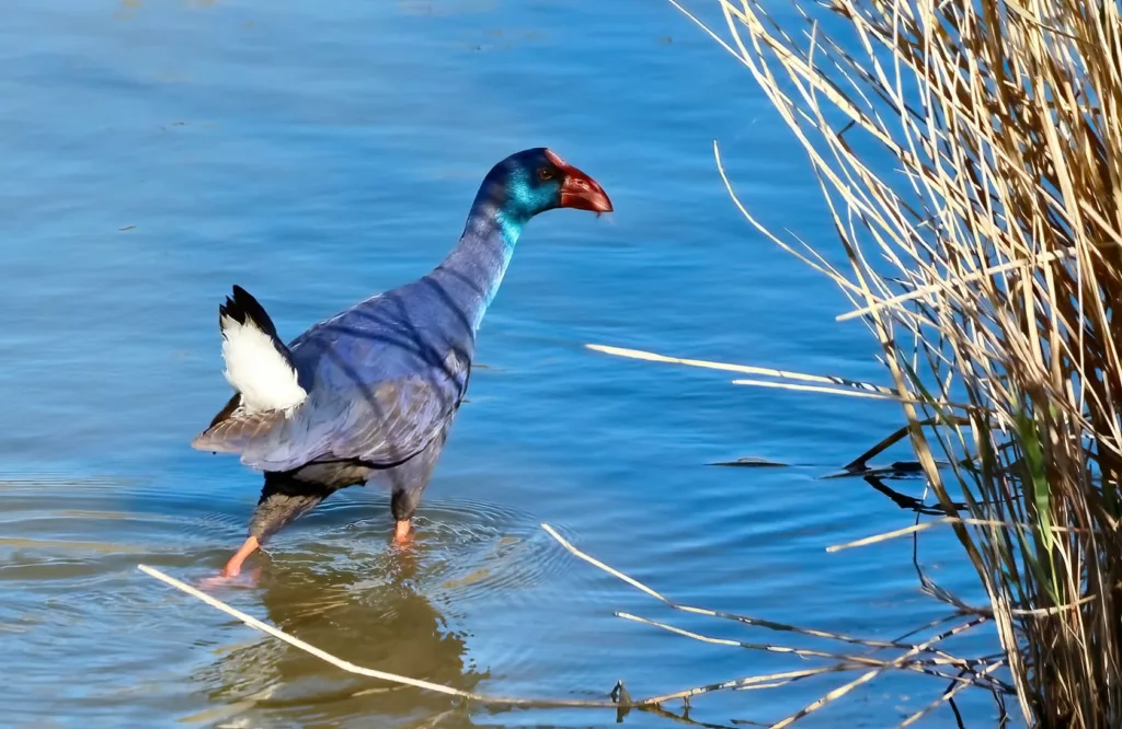 Talève sultane observée dans les roselières de Camargue