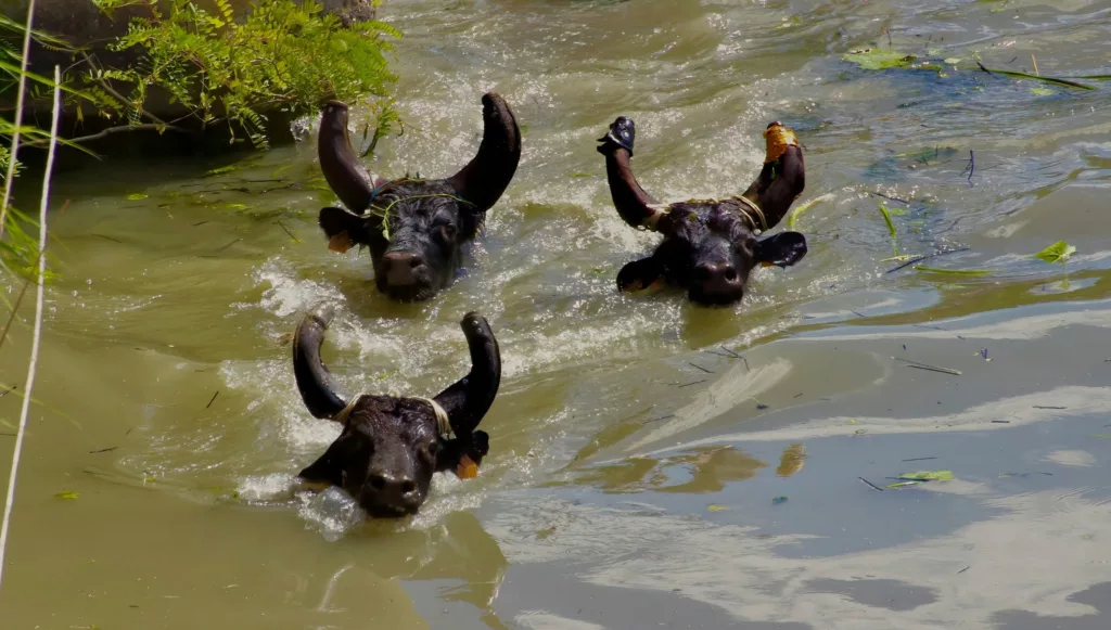 Taureaux dans l’eau