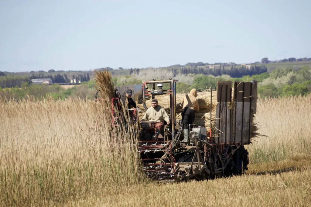 Coupe des roseaux en Camargue, métier traditionnel du sagneur