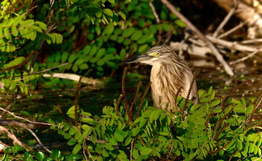 Crabier chevelu ardeola ralloides en Camargue