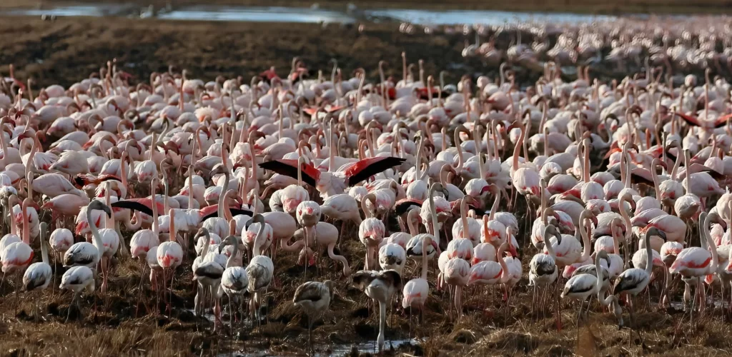 Flamant rose phoenicopterus roseus en Camargue