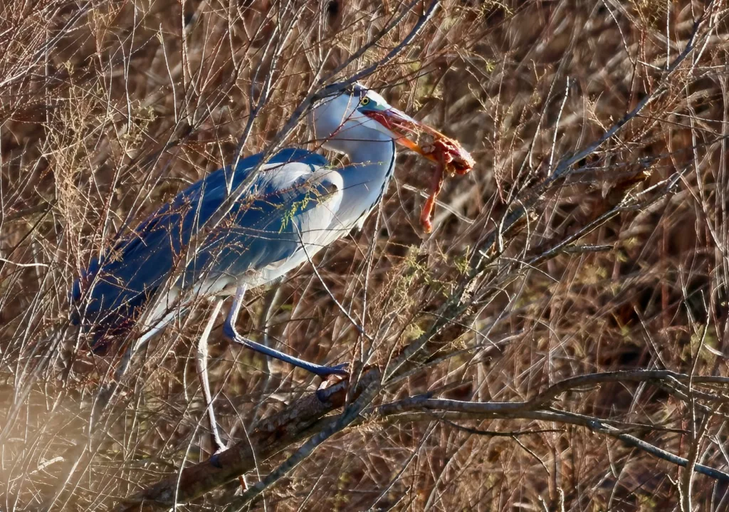 Héron cendré ardea cinerea en Camargue