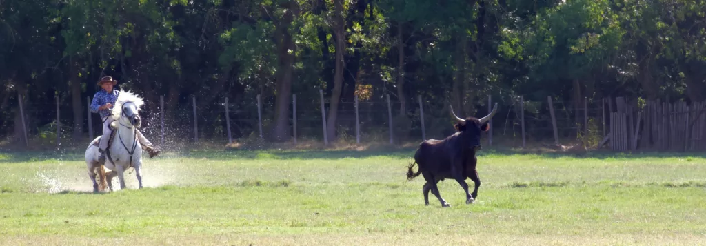 Manadier et taureau sur les pâturages de Camargue