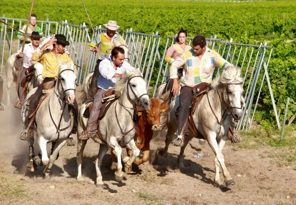 Manadiers à cheval en Camargue