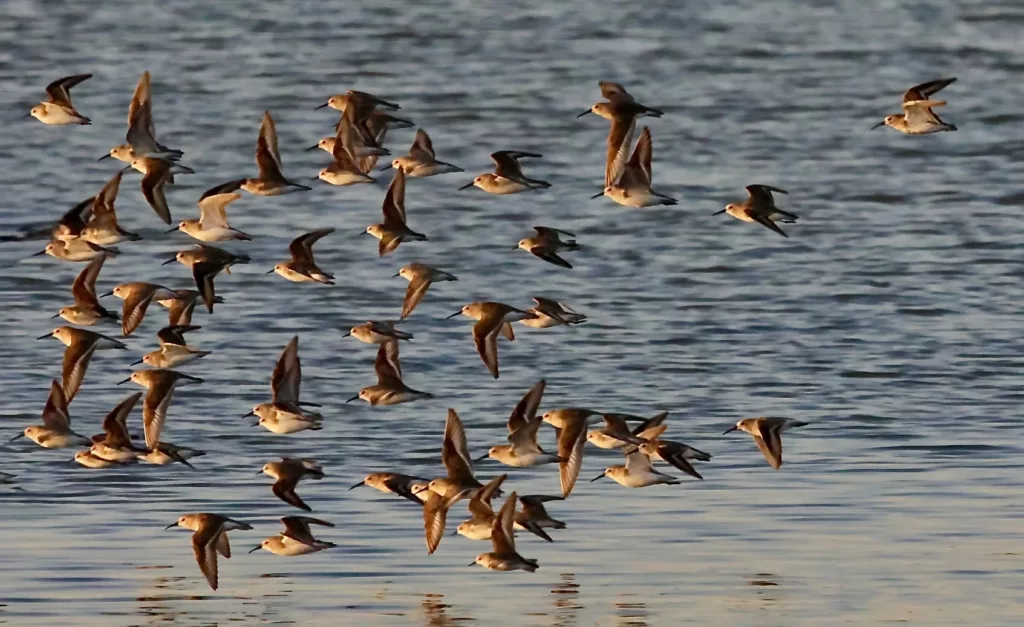 Murmuration bécasseaux variables calidris alpina en Camargue