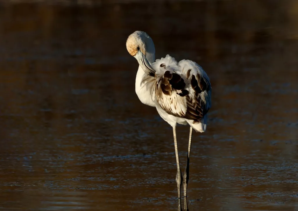 Toilettage jeune Flamant rose (Phoenicopterus roseus) en Camargue