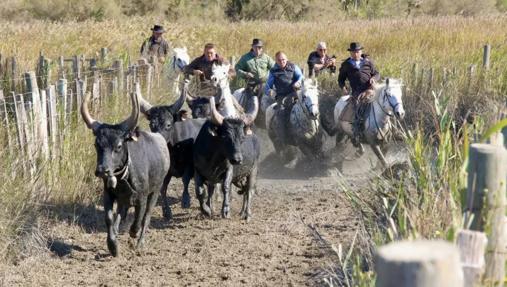 Traditions camarguaises, manadiers à cheval
